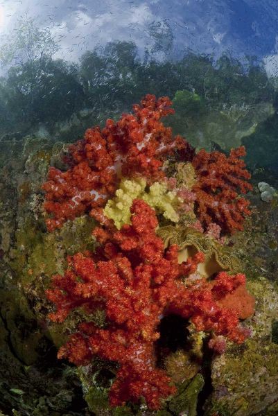 Indonesia, Papua, Fak Fak, Triton Bay Coral reef